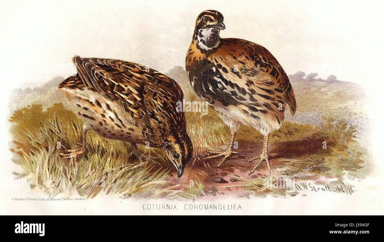 Coturnix coromandelica, communément appelée caille indienne, est une petite espèce d'oiseau originaire du sous-continent indien, connue pour son plumage et ses préférences en matière d'habitat. Banque D'Images