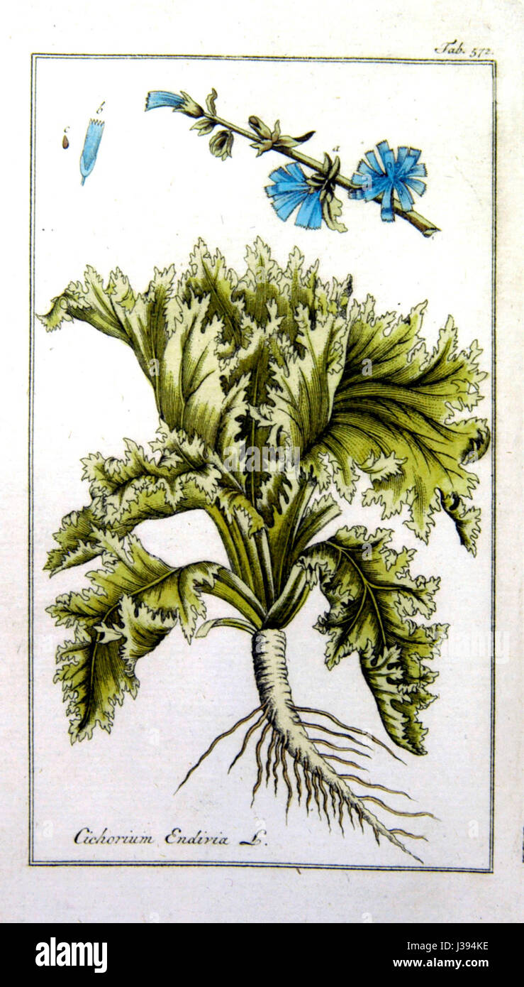 Le Cichorium endivia, communément appelé endive, est un légume vert feuillu appartenant au genre Cichorium. Il est souvent utilisé dans les salades et est connu pour son goût légèrement amer. L'endive est cultivée dans les climats tempérés. Banque D'Images