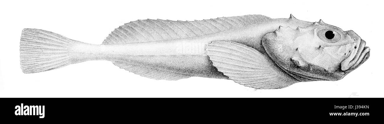 Cottunculus thomsonii est une espèce de poisson de la famille des Cottidae, connue pour ses caractéristiques uniques et son habitat dans le nord de l'océan Pacifique. Banque D'Images