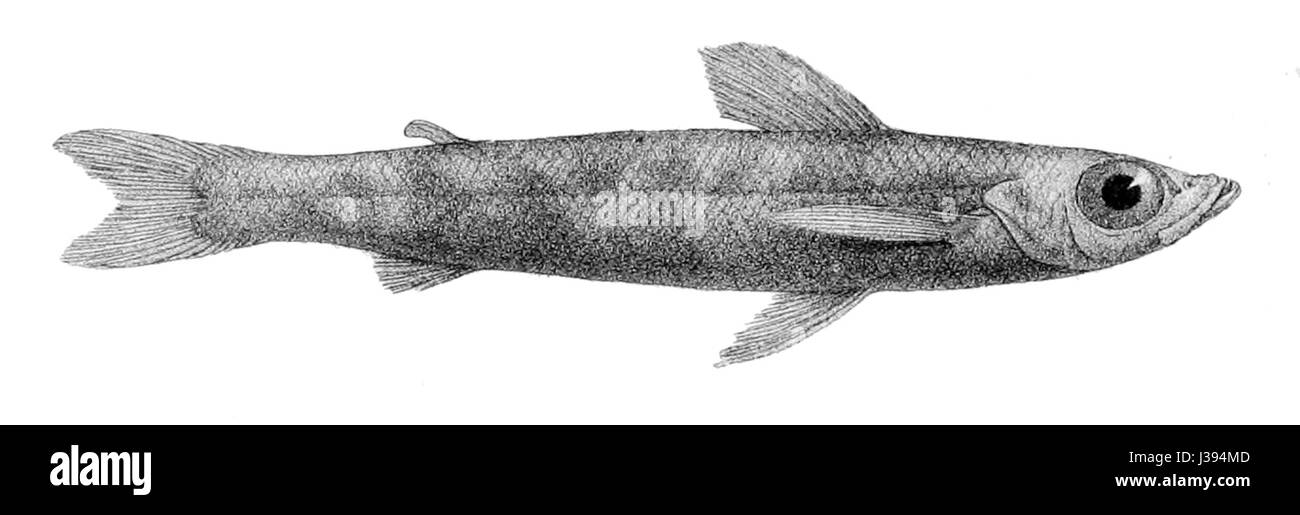 Chlorophthalmus agassizi est une espèce de poisson de la famille des Chlorophthalmidae. Il est connu pour ses yeux distinctifs et se trouve dans les environnements marins tropicaux, en particulier autour des récifs coralliens et des eaux côtières. Banque D'Images
