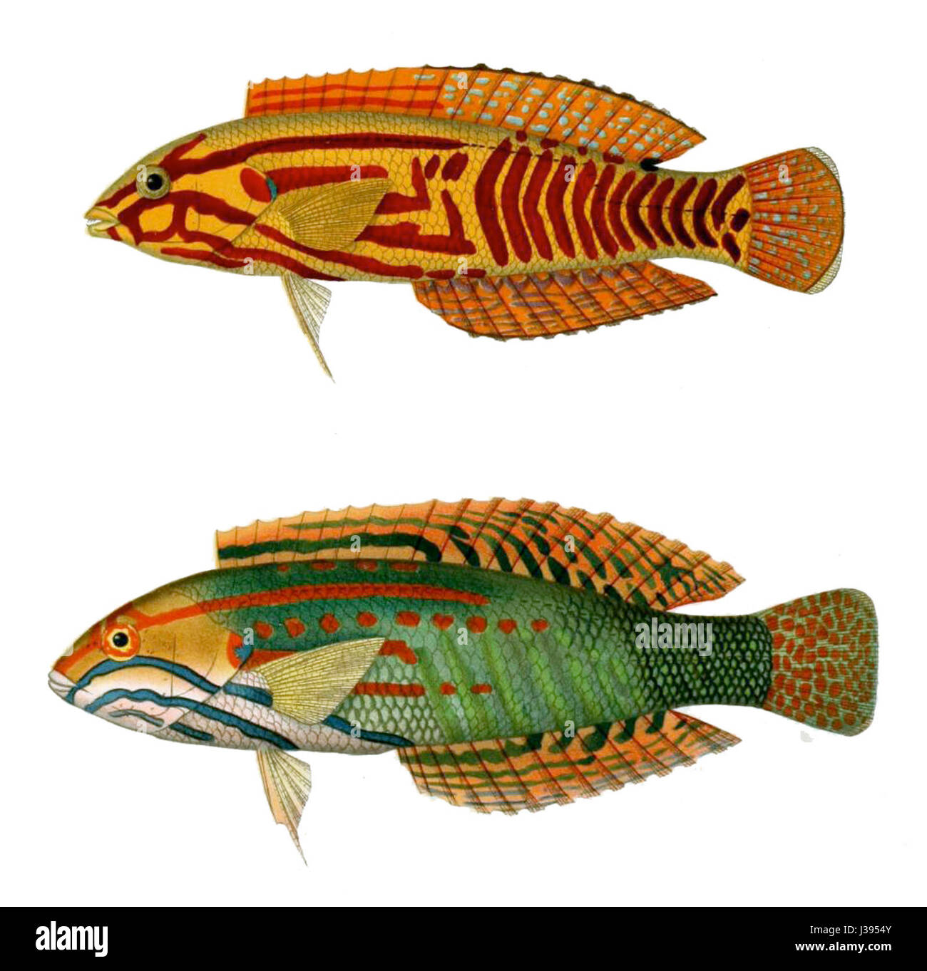 Coris venusta est une espèce de poisson appartenant à la famille des Labridae. On le trouve couramment dans les régions tropicales, en particulier autour des récifs coralliens, et il est connu pour ses couleurs vives et sa beauté. Banque D'Images