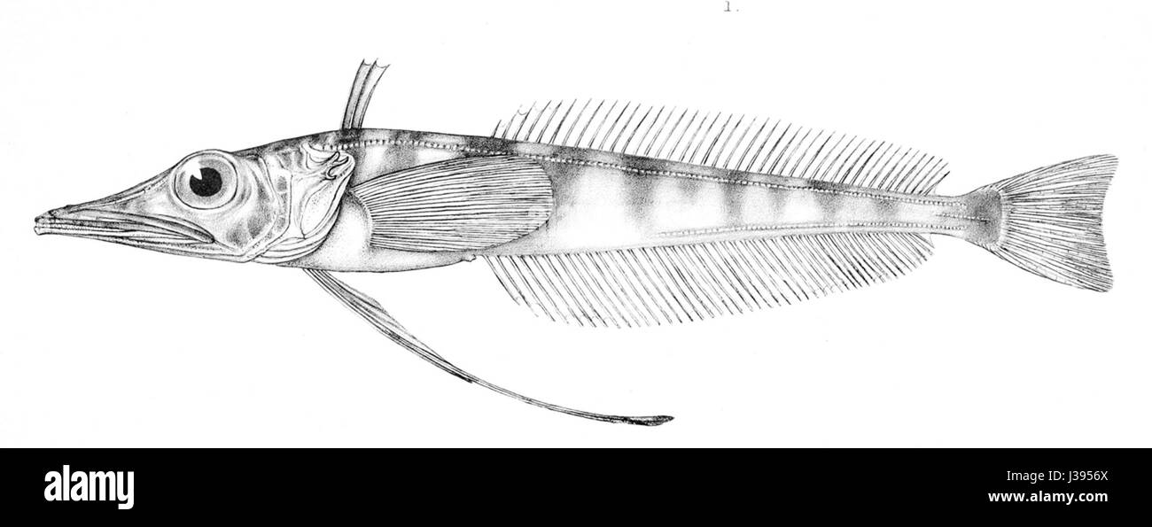 Cryodraco atkinsoni Banque D'Images