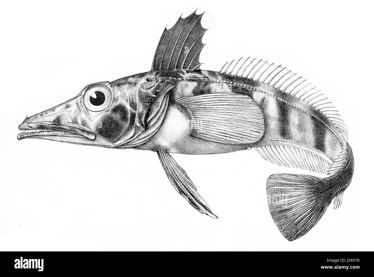 Chionodraco hamatus est une espèce de poisson glacé que l'on trouve dans l'océan Austral, connue pour ses adaptations uniques à l'eau froide. Cette espèce fait partie de l'écosystème plus large de la vie marine polaire. Banque D'Images