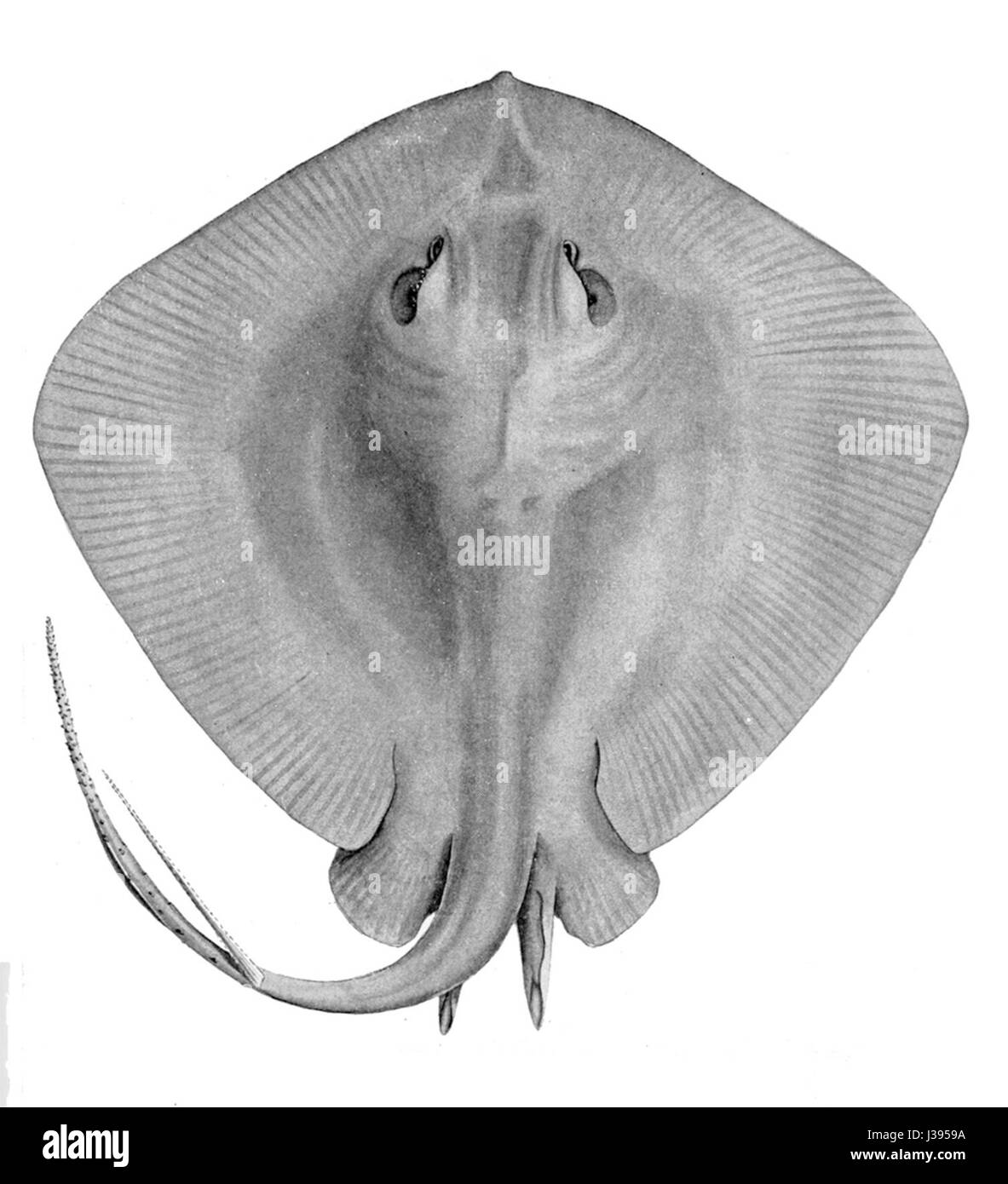 Dasyatis brevicaudata, communément connu sous le nom de raie à queue courte, est une espèce de raie trouvée dans les océans Indien et Pacifique, reconnue pour son corps plat et sa queue avec une épine venimeuse. Banque D'Images