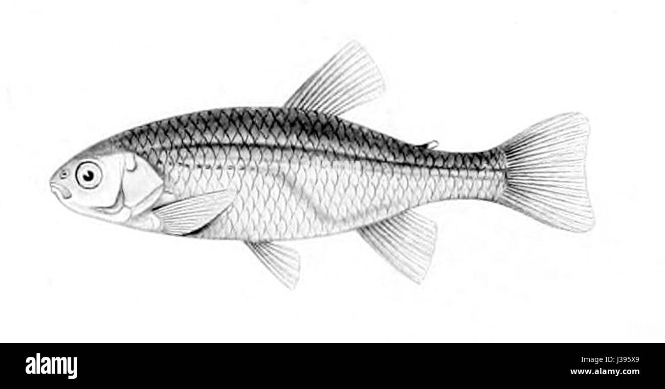 Cheirodon pisciculus est une espèce de poisson d'eau douce que l'on trouve en Amérique du Sud, principalement dans le bassin amazonien. Connu pour sa petite taille et son corps élancé, il est un membre de la famille des Characidae, que l'on trouve couramment dans les systèmes fluviaux et les affluents. Banque D'Images