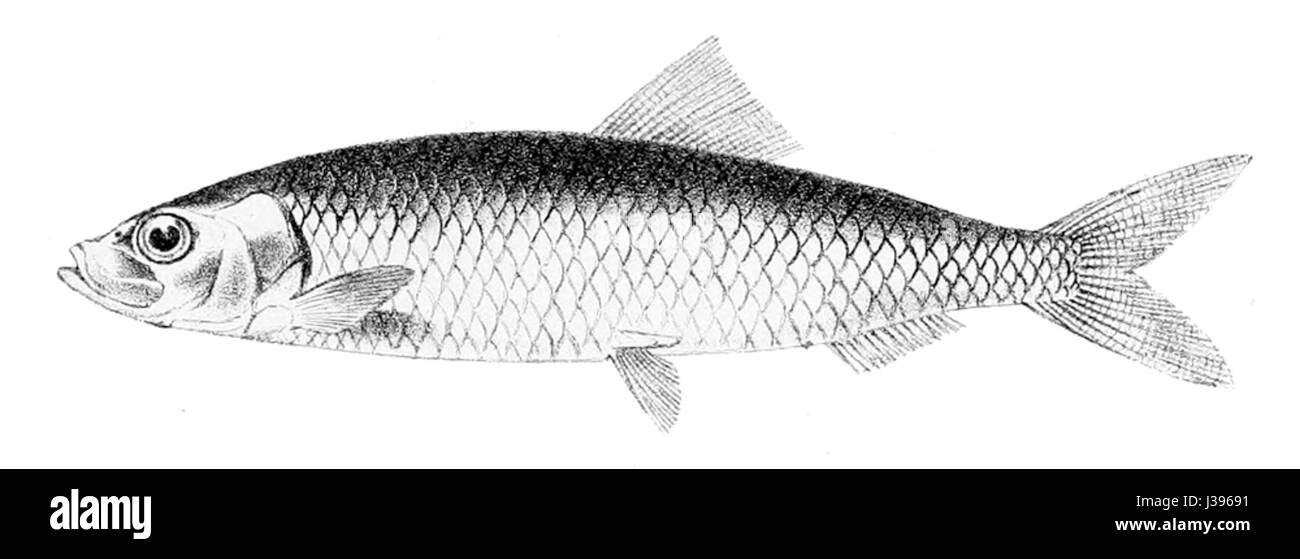 Clupea harengus, communément appelé hareng de l'Atlantique, est une espèce de poisson que l'on trouve dans l'océan Atlantique Nord. Il est important sur le plan écologique et commercial, car il sert de nourriture à une variété d'animaux marins et est un poisson clé dans l'industrie mondiale des fruits de mer. Banque D'Images