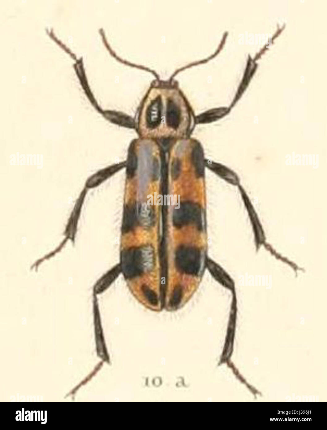 Dasytes atromaculatus est une espèce de coléoptère de la famille des Tenebrionidae, connue pour son motif distinctif noir et jaune. On le trouve couramment dans certains écosystèmes. Banque D'Images
