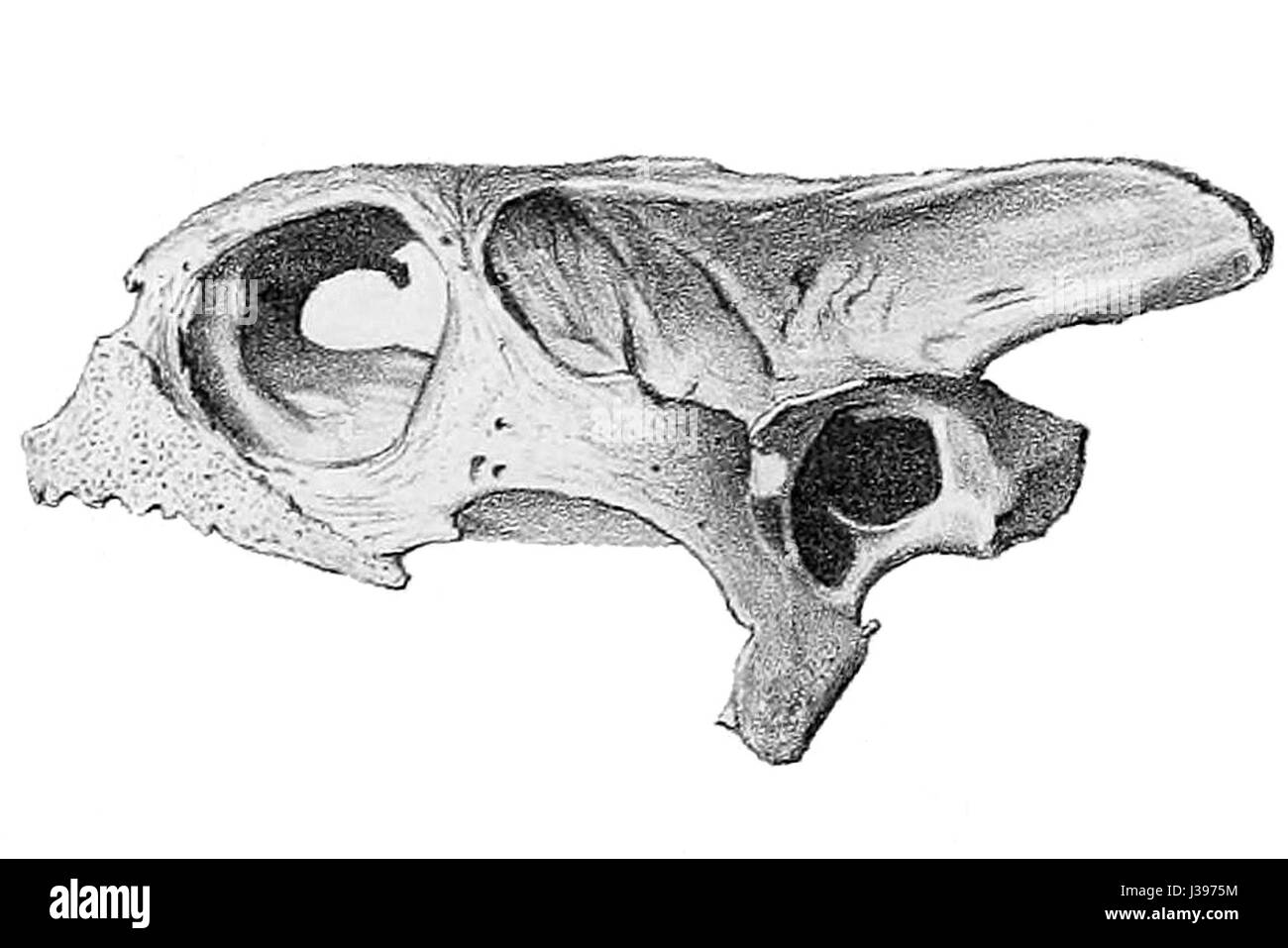 Cylindraspis triserrata crâne Banque D'Images