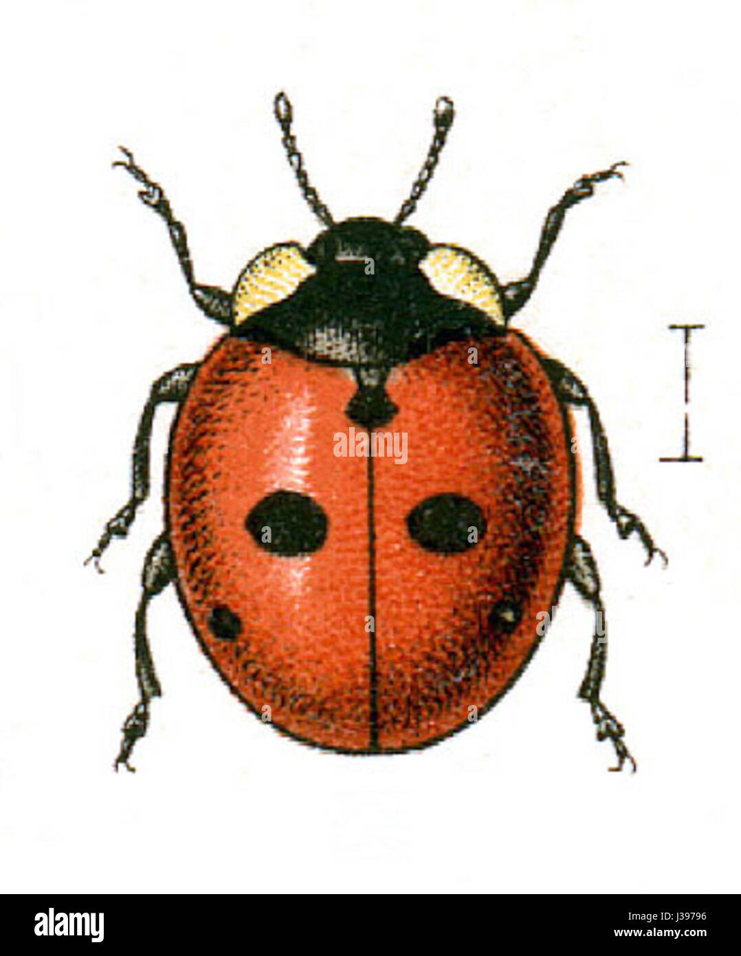 Coccinella.quinquepunctata.Jacobs24 Banque D'Images