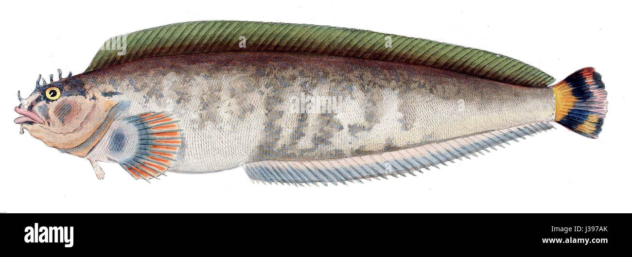Clinus fait référence à un genre de poissons de la famille des Clinidae. Ces poissons sont couramment trouvés dans les milieux marins, en particulier dans la région Indo-Pacifique. Banque D'Images
