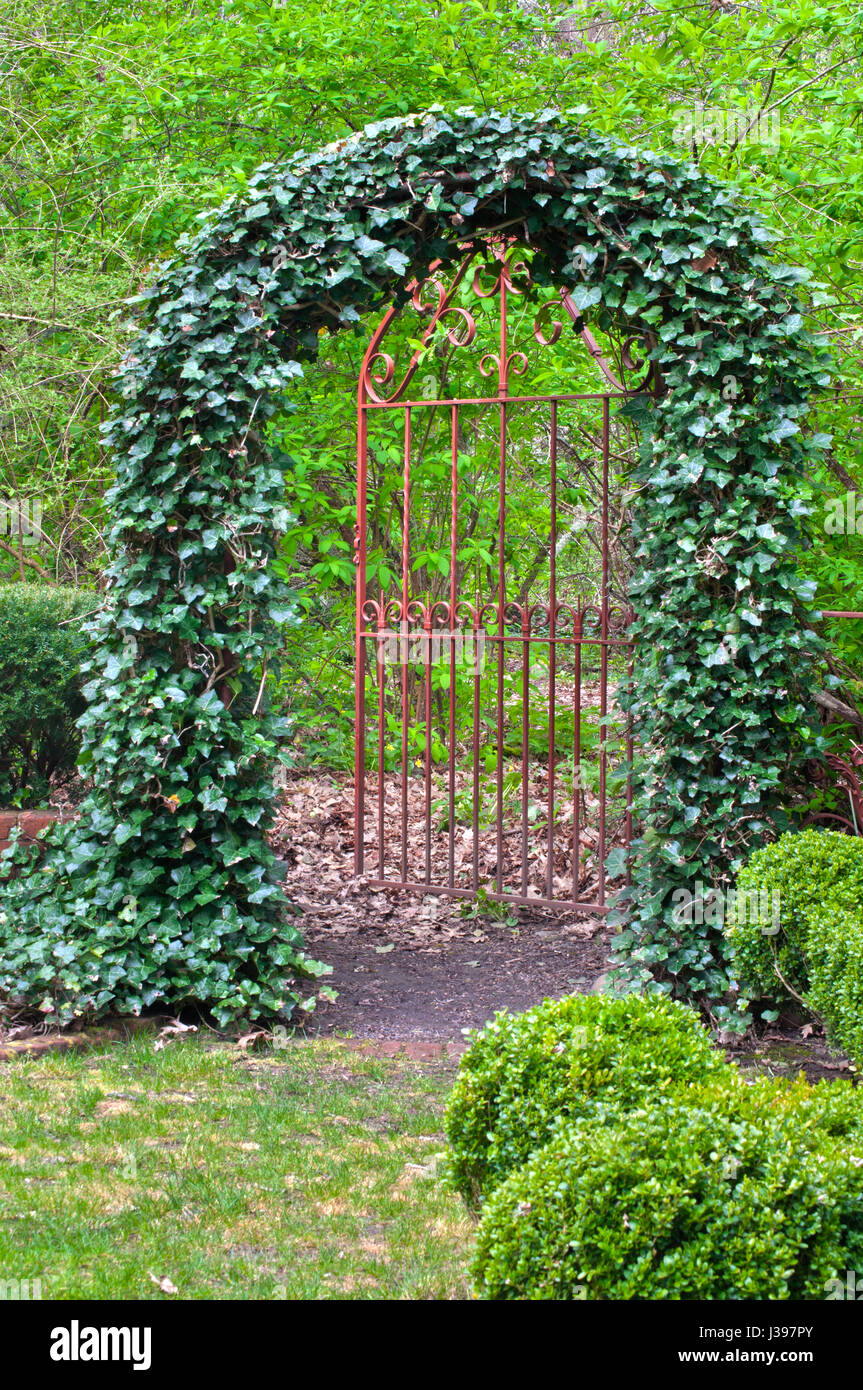 Jardin Anglais avec porte en fer forgé couverte de lierre Banque D'Images