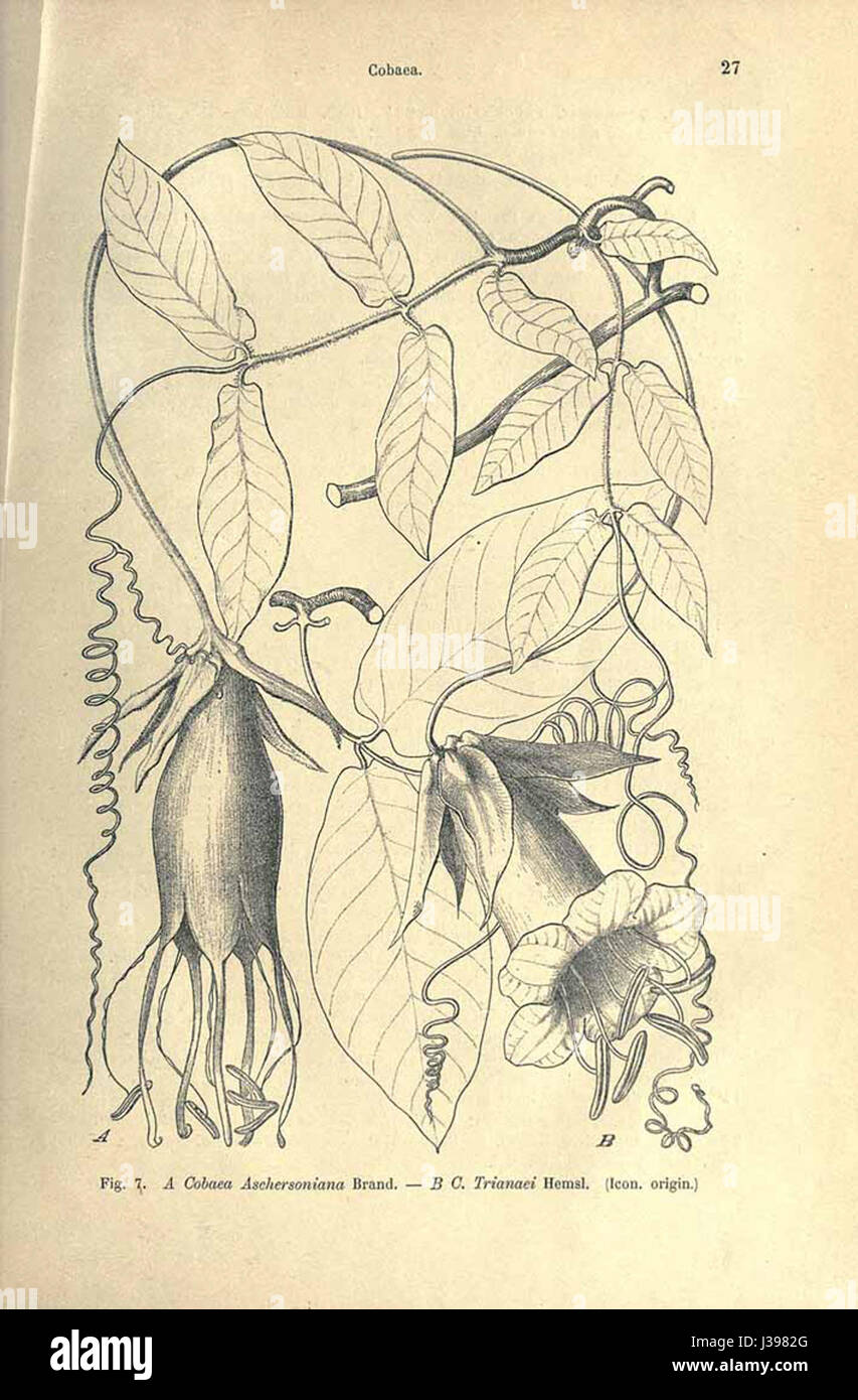 Cobaea aschersoniana est une espèce de plante à fleurs de la famille des Polemoniaceae. Il est connu pour ses fleurs distinctives en forme de cloche et est originaire du Mexique et d'Amérique centrale. Banque D'Images