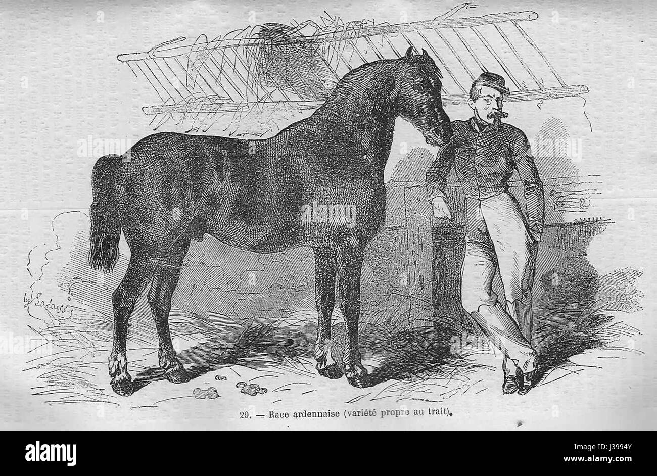 Ce titre fait référence à la race ardennaise de cheval de trait, connue pour sa force et son utilisation dans les travaux agricoles et lourds. L'Ardennais est une race française originaire de la région des Ardennes. Banque D'Images