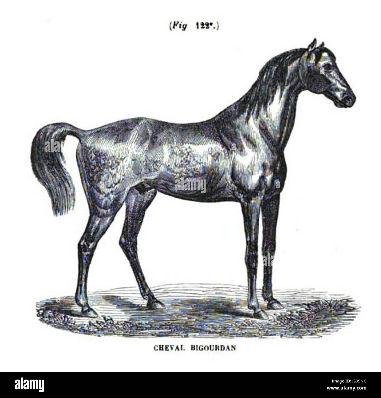 Cheval bigourdan Banque D'Images