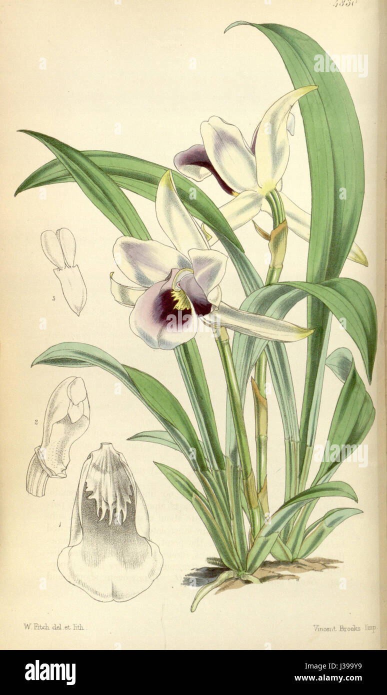 Comme Warrea Cochleanedhes discolor (discolor) Curtis' 81 tab. 4830 (1855) Banque D'Images