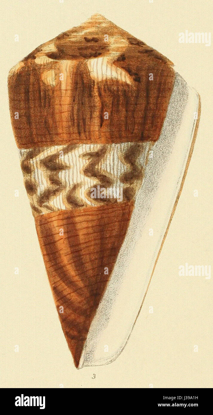 Conus vexillum, une espèce d'escargot de mer, est connue pour sa coquille à motifs distinctifs. Elle a été décrite pour la première fois par Reeves en 1843 et reste une espèce importante pour les études de biologie marine. Banque D'Images