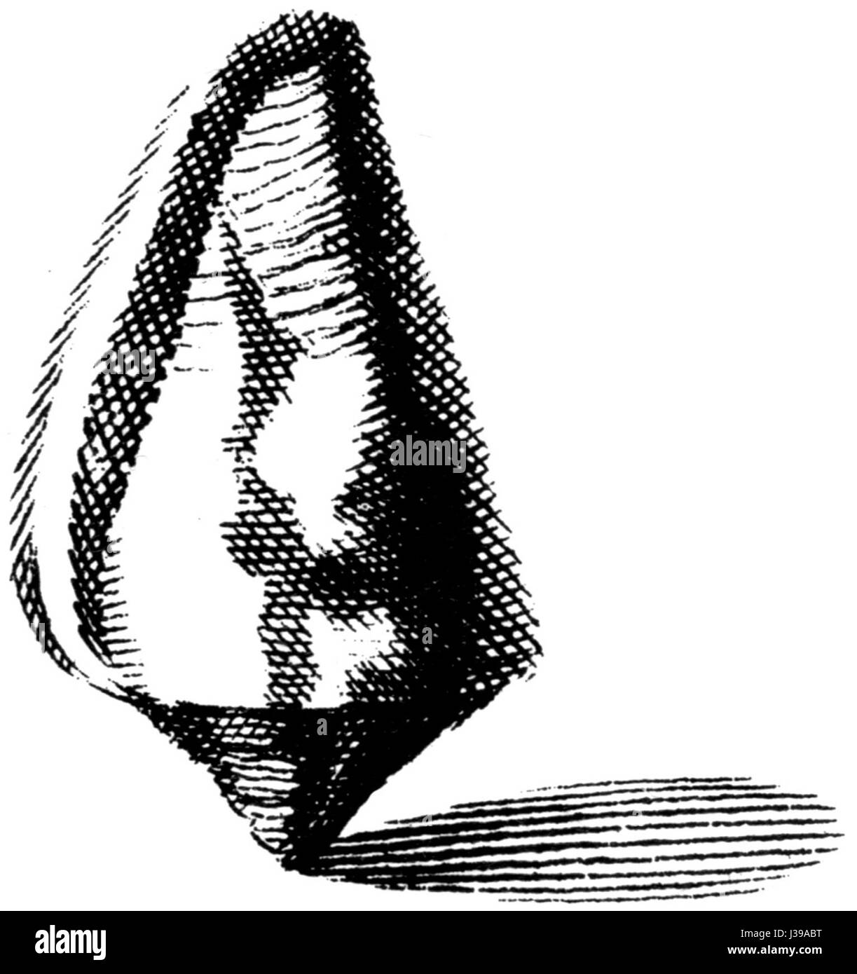 Conus coronatus est une espèce d'escargot côlon que l'on trouve dans les milieux marins tropicaux. Connu pour sa coquille distinctive et à motifs, ce mollusque se trouve dans la région Indo-Pacifique et est remarquable pour sa piqûre venimeuse. Banque D'Images