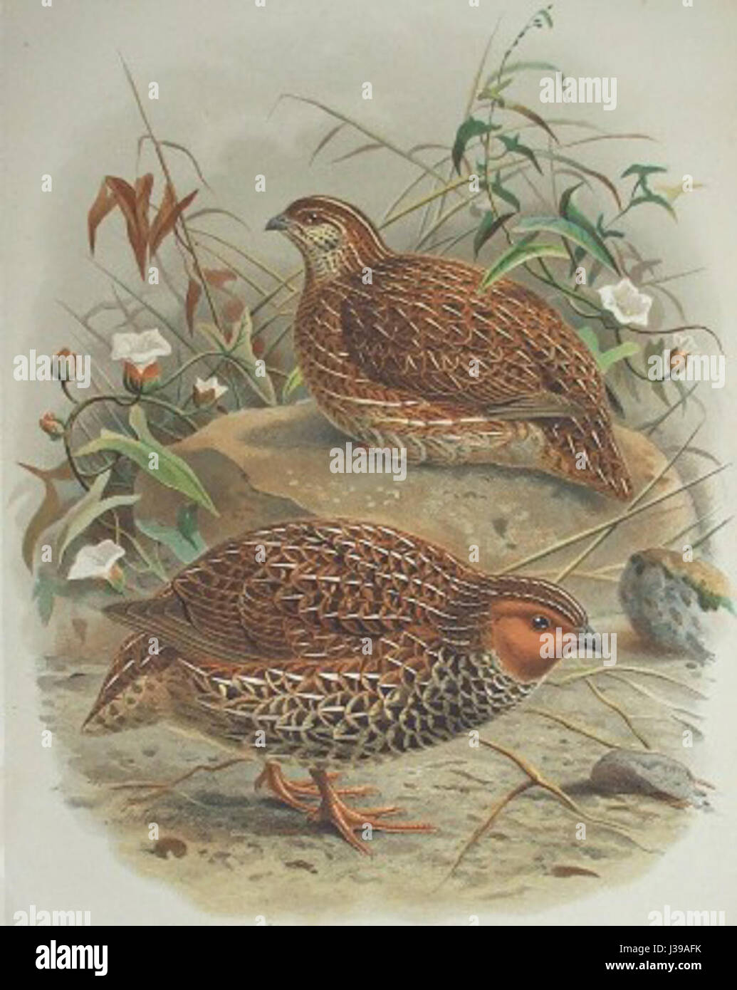 Coturnix novaezelandiae, également connu sous le nom de caille néo-zélandaise, est une espèce d'oiseau originaire de Nouvelle-Zélande, connue pour ses caractéristiques distinctes et son rôle dans les écosystèmes locaux. Banque D'Images
