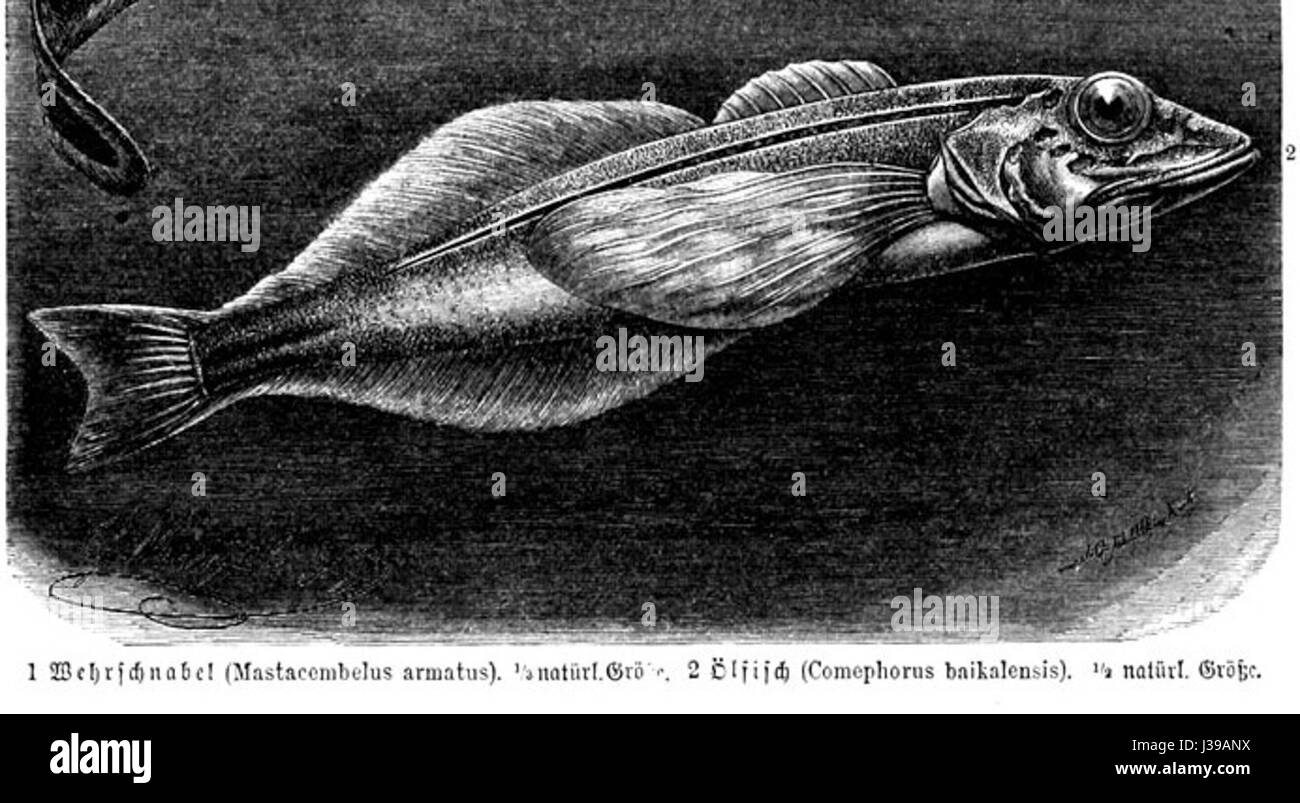 Comephorus baikalensis Banque D'Images