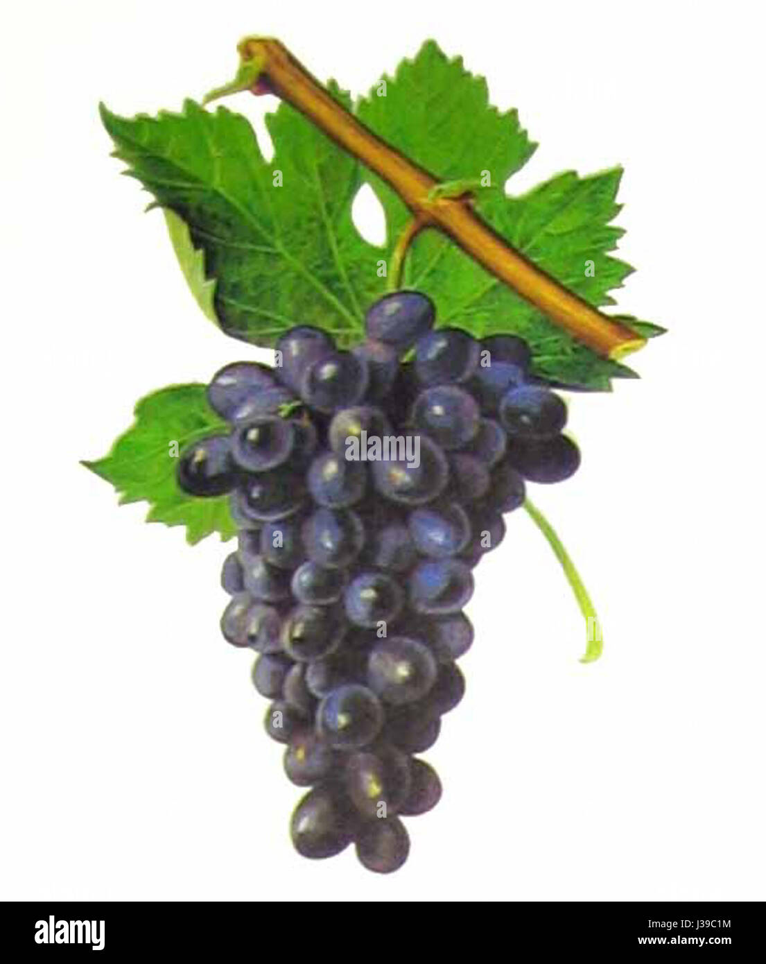 Le Cinsault est un cépage rouge cultivé principalement en France et dans certaines parties de la Méditerranée. Connu pour ses vins légers et fruités, il est souvent utilisé dans les assemblages, apportant des notes florales et de baies au produit final. Banque D'Images