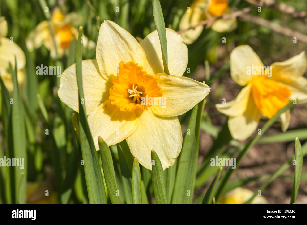 Jaune JONQUILLE Narcissus incomparabilis au printemps. Banque D'Images