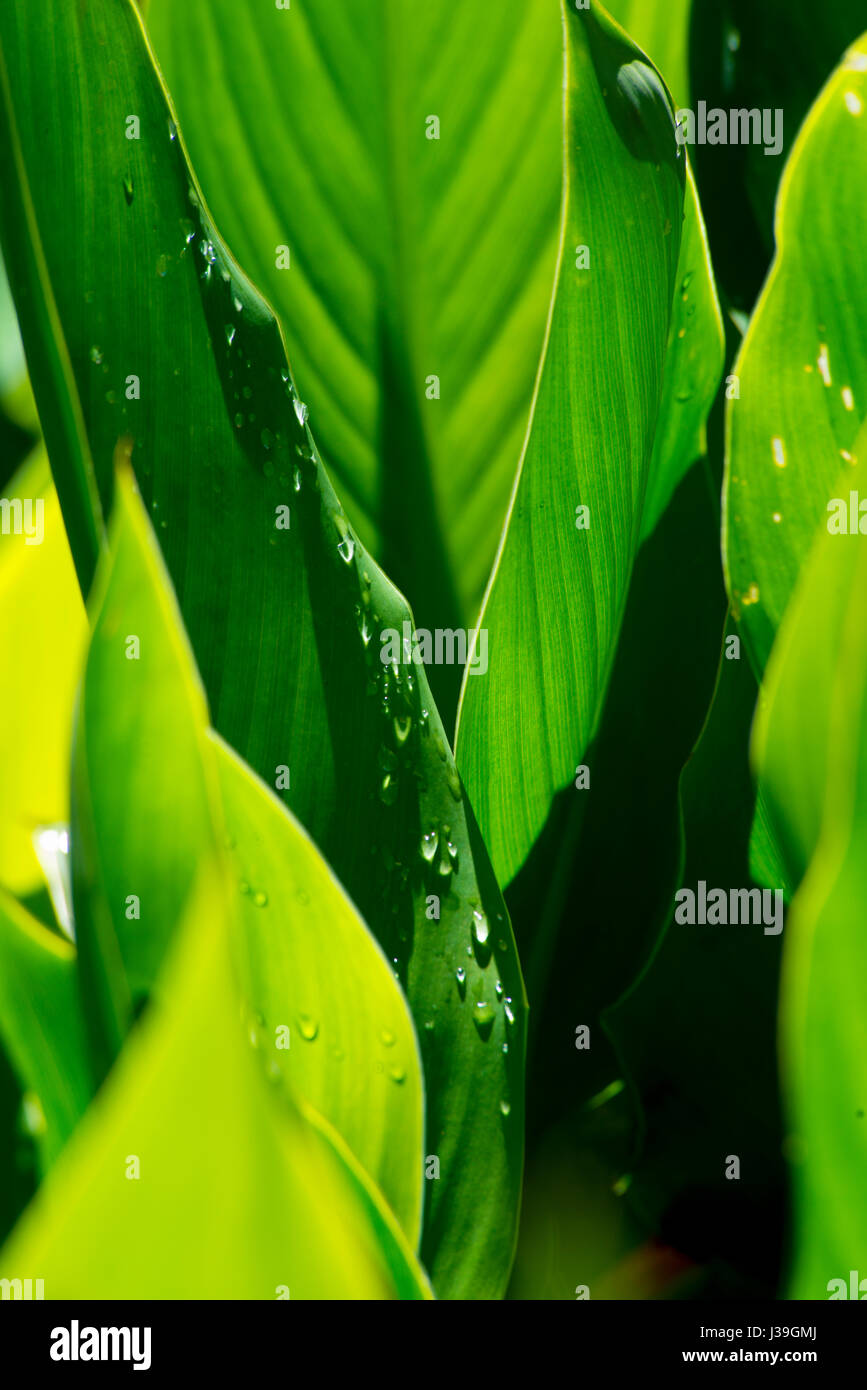 Les plantes avec des fleurs vert lily Banque D'Images