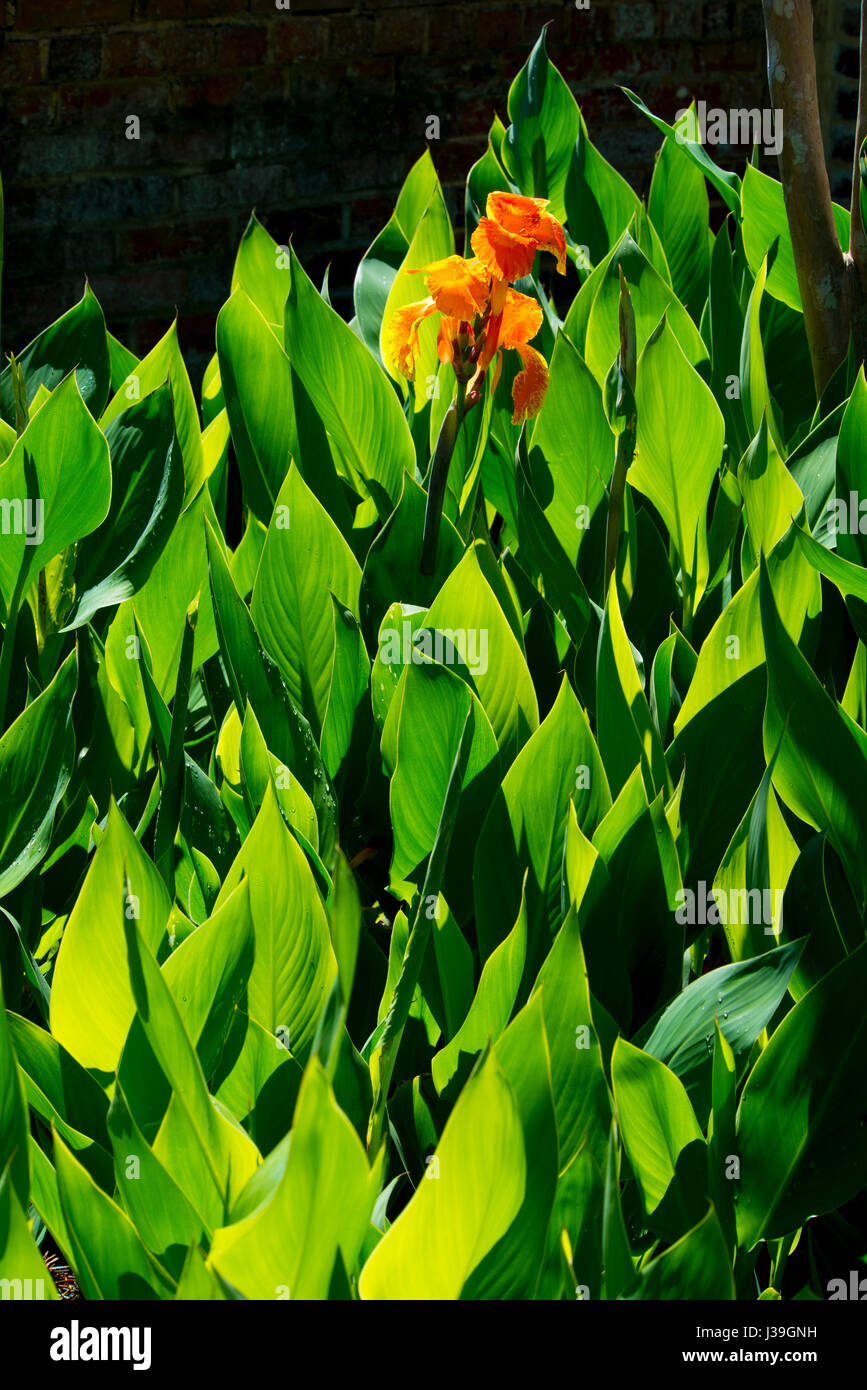 Les plantes avec des fleurs vert lily Banque D'Images