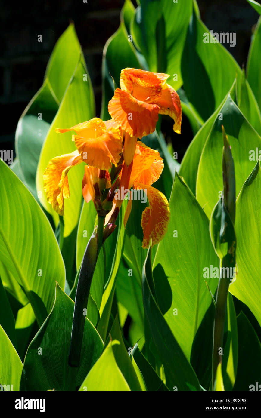 Les plantes avec des fleurs vert lily Banque D'Images