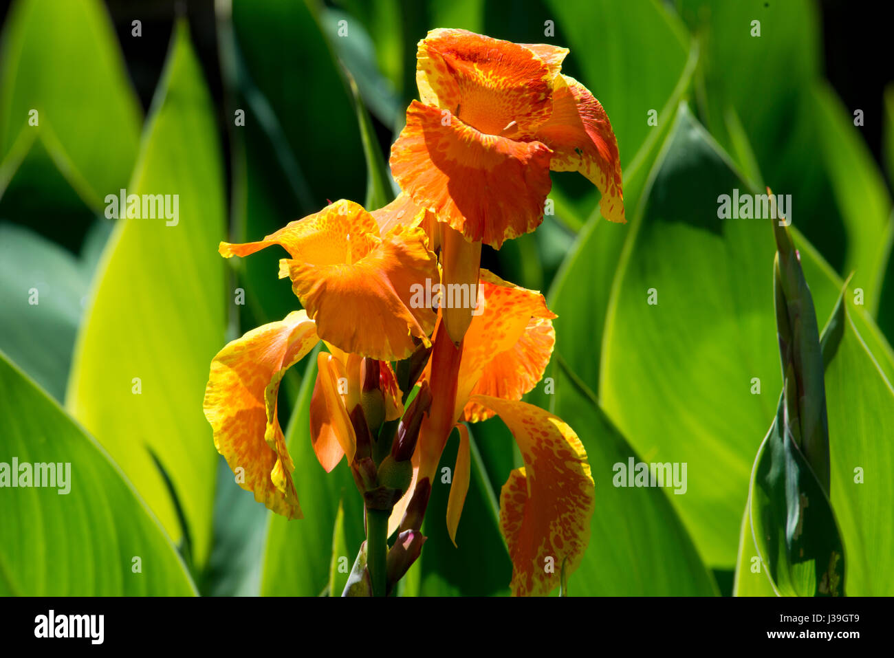 Les plantes avec des fleurs vert lily Banque D'Images