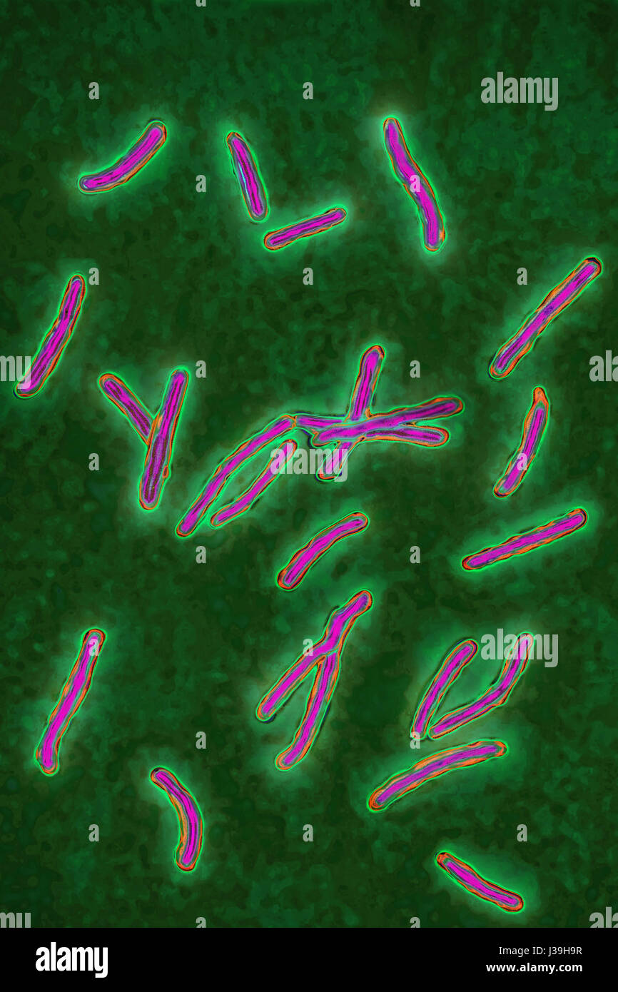 MYCOBACTERIUM TUBERCULOSIS Banque D'Images