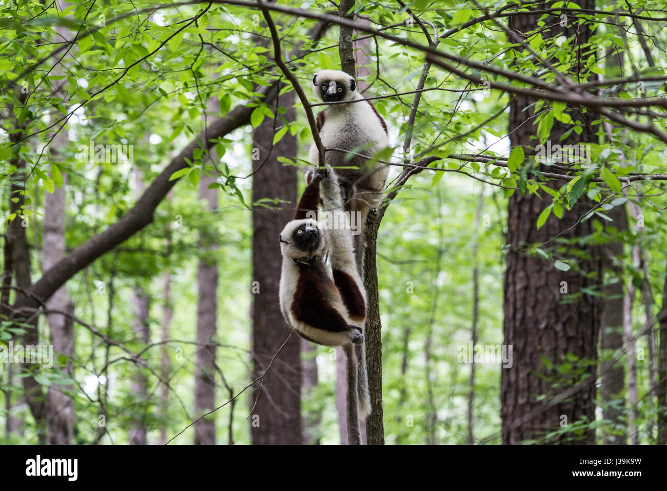 Le sifaka de Coquerel, un lémurien de taille moyenne originaire de Madagascar. (Nom scientifique: Propitecus coquereli) Banque D'Images