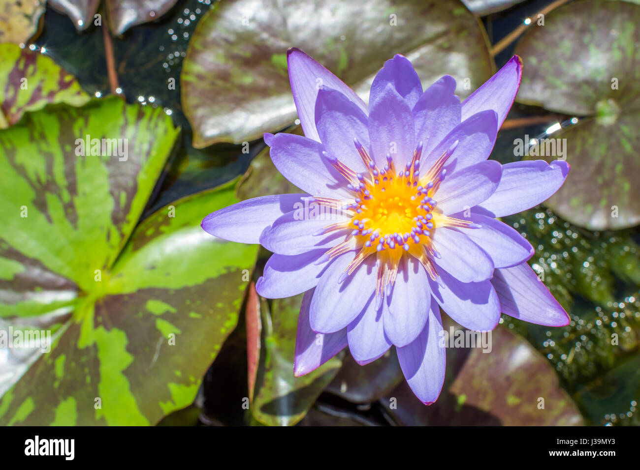 Un lotus bleu (également connu sous le nom de blue lotus égyptien) la germination de nénuphars et fleurs dans un superbe écran de violet et jaune. Banque D'Images