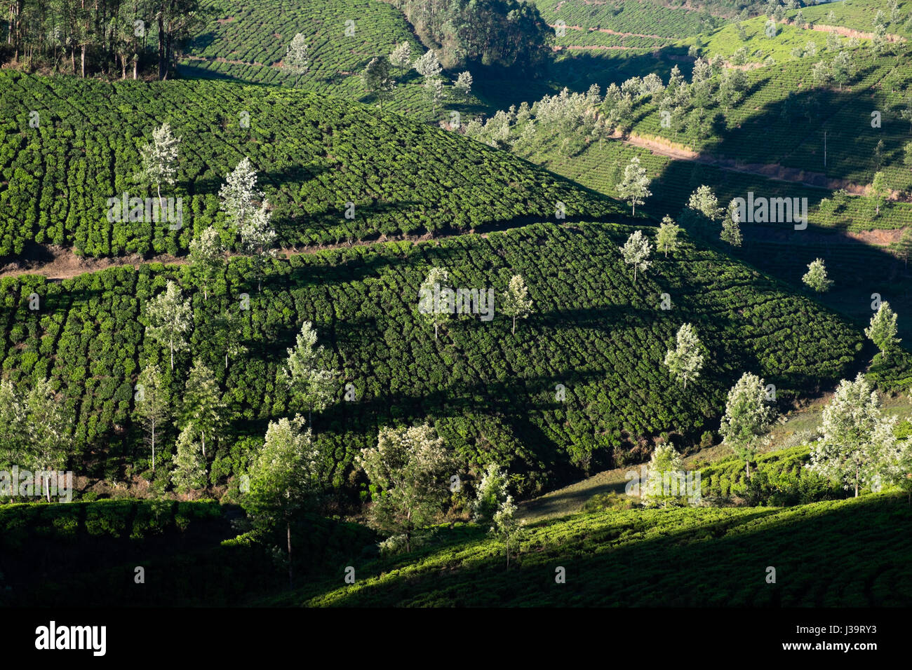 Femme avec lavage, backwaters du Kerala Banque D'Images