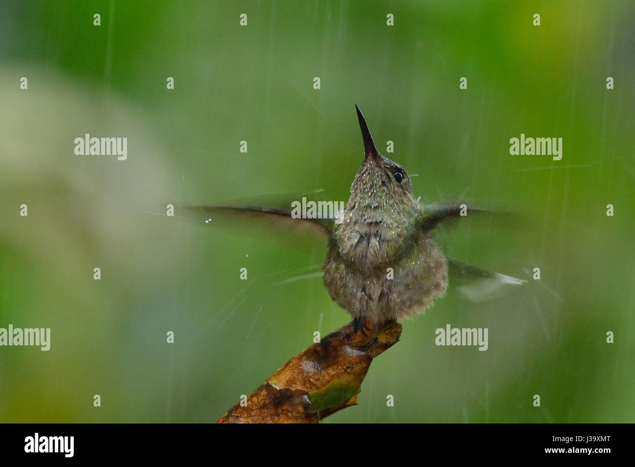 Un Scaly-breasted Hummingbird bains dans la pluie de la jungle du Costa Rica Banque D'Images