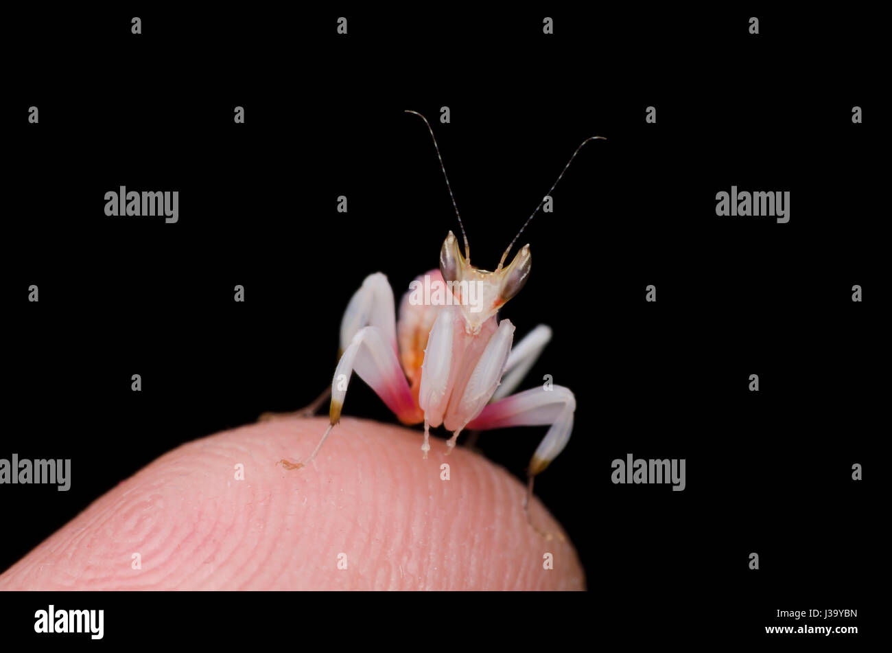 Orchid mantis sur nymphe du bout de doigt isolé sur fond noir. mante religieuse. Hymenopus coronatus. Banque D'Images