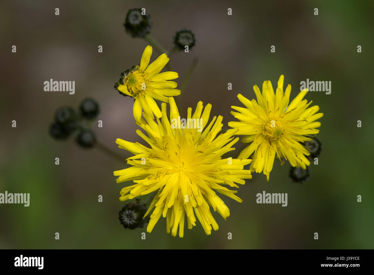 Hawk's Beaked-beard (Crepis vesicaria) fleurs. Hairy à la famille (Asteraceae) avec des tiges velues et inflorescences jaune Banque D'Images