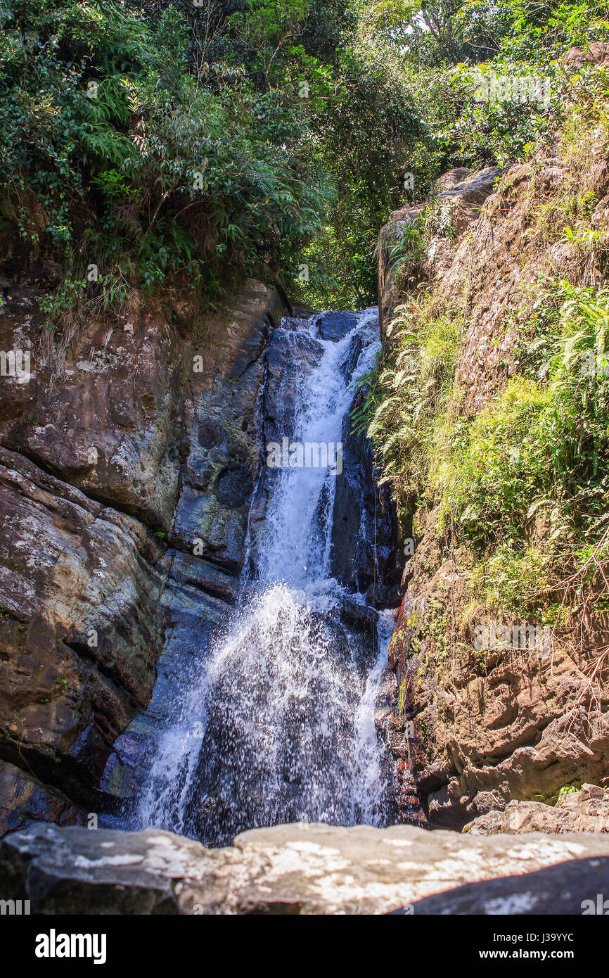Une cascade en forêt nationale de El Yunque, Puerto Rico Banque D'Images