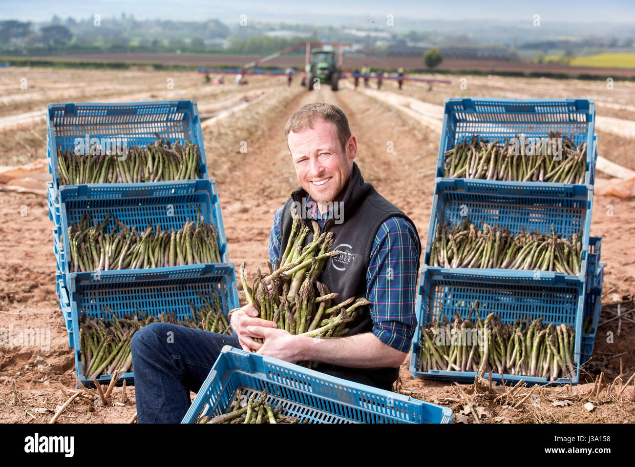 Chris Farmer asperges Chinn de Cobrey ferme près de Ross-on-Wye avec certains de sa récolte qui est arrivé au début de unseasonaly Banque D'Images