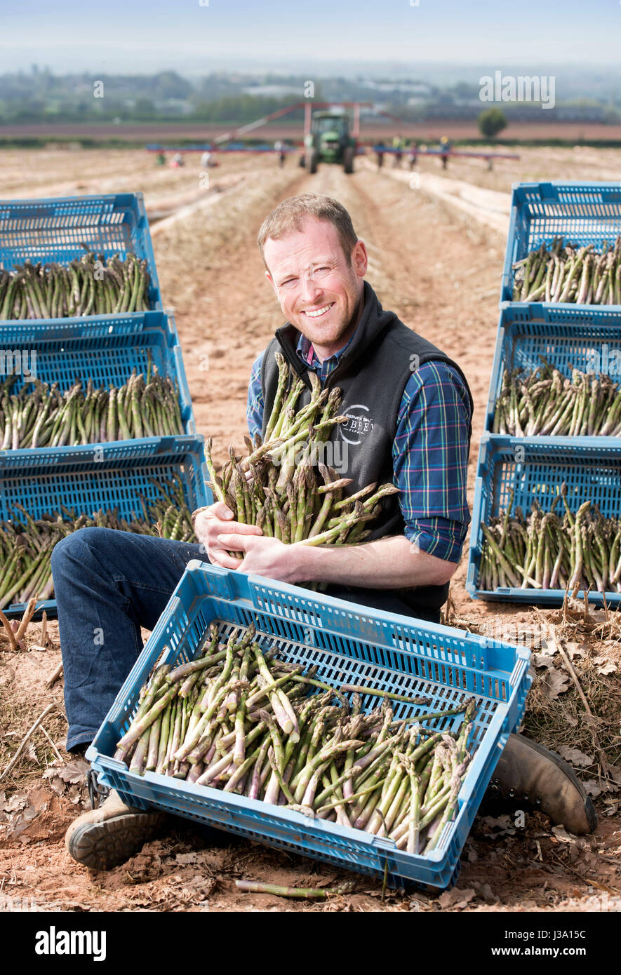 Chris Farmer asperges Chinn de Cobrey ferme près de Ross-on-Wye avec certains de sa récolte qui est arrivé au début de unseasonaly Banque D'Images