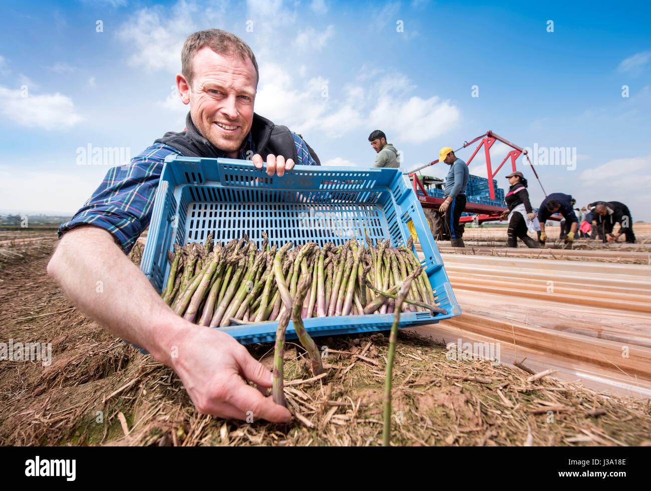 Chris Farmer asperges Chinn de Cobrey ferme près de Ross-on-Wye avec certains de sa récolte qui est arrivé au début de unseasonaly Banque D'Images