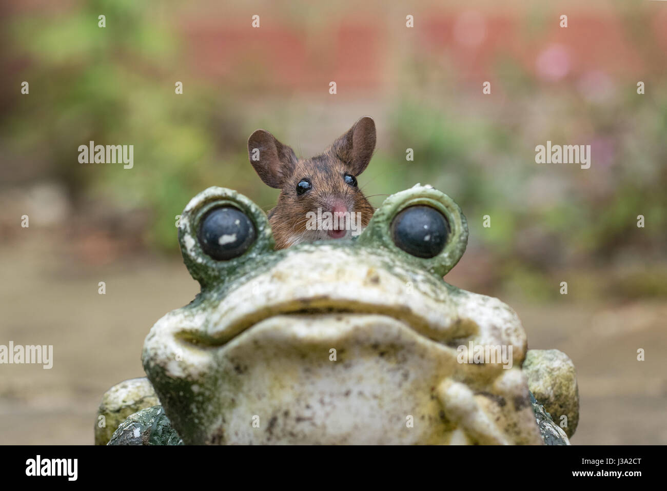 Souris en bois (Apodemus sylvaticus) tirant une drôle de visage sur un ornement de jardin grenouille, grandes oreilles dressées Banque D'Images