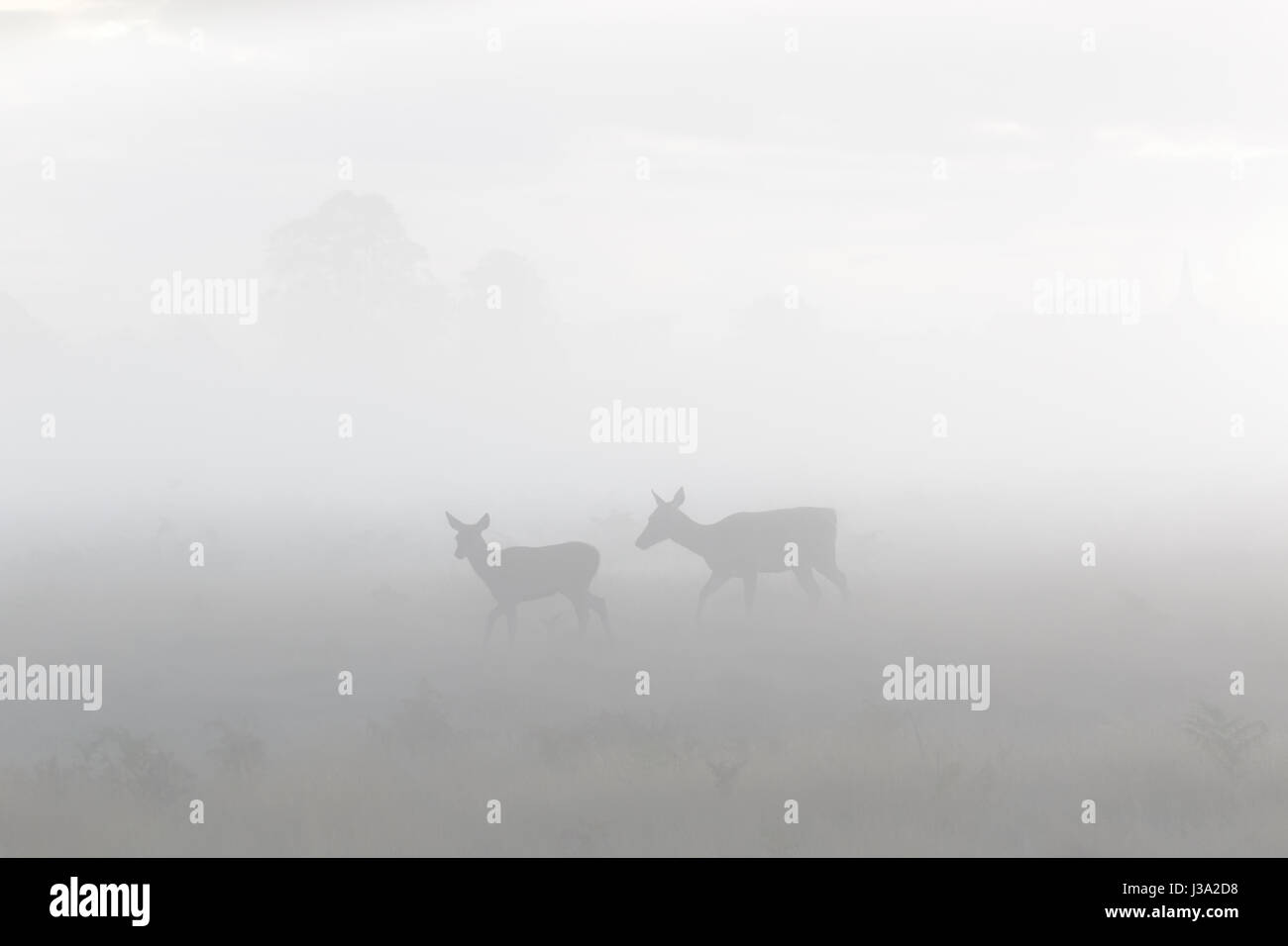 Red Deer (Cervus elaphus) hind Mère et jeune veau l'itinérance dans la brume ou le brouillard Banque D'Images