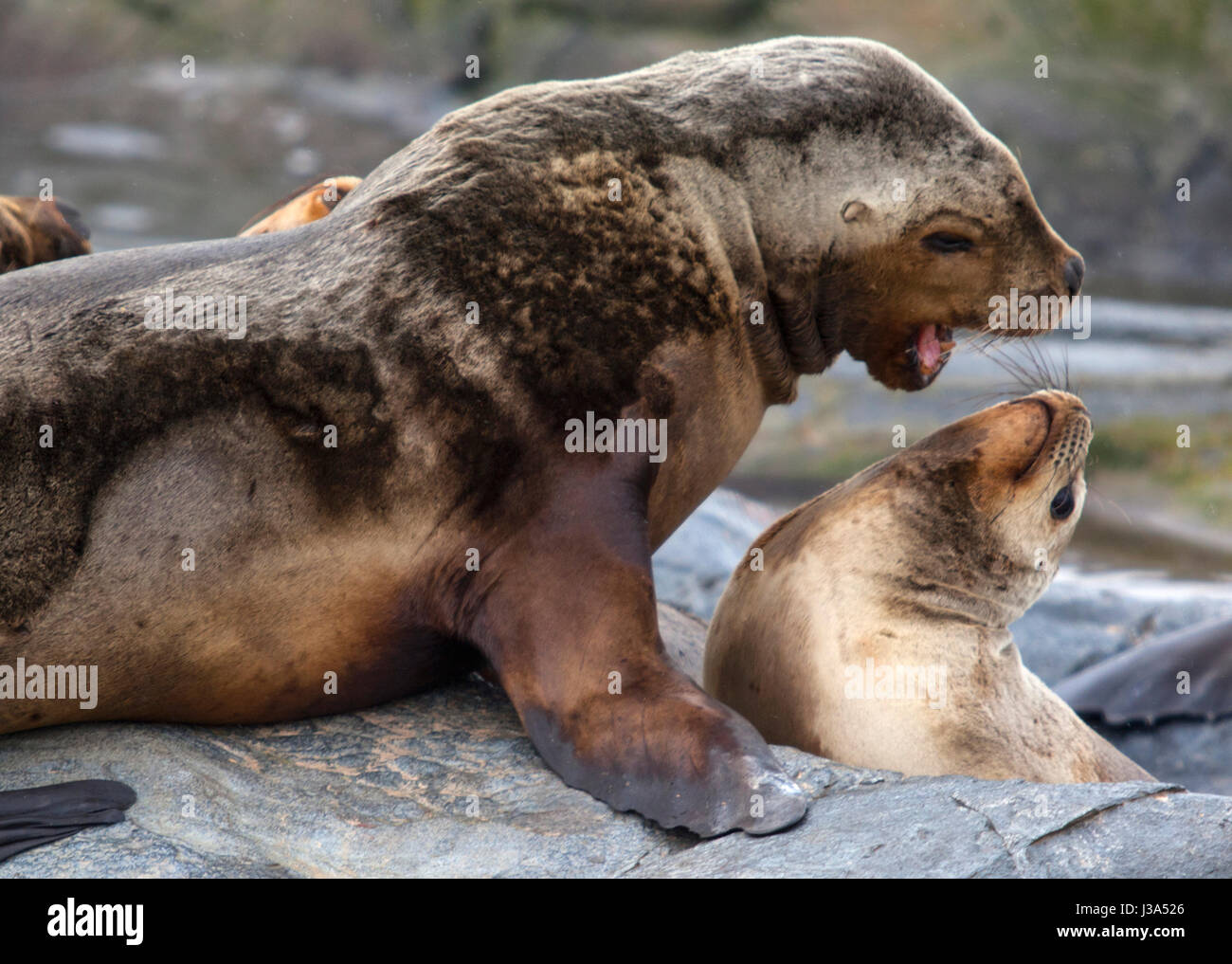 Les lions de mer dans le canal de Beagle. Ushuaia, Argentine. Banque D'Images