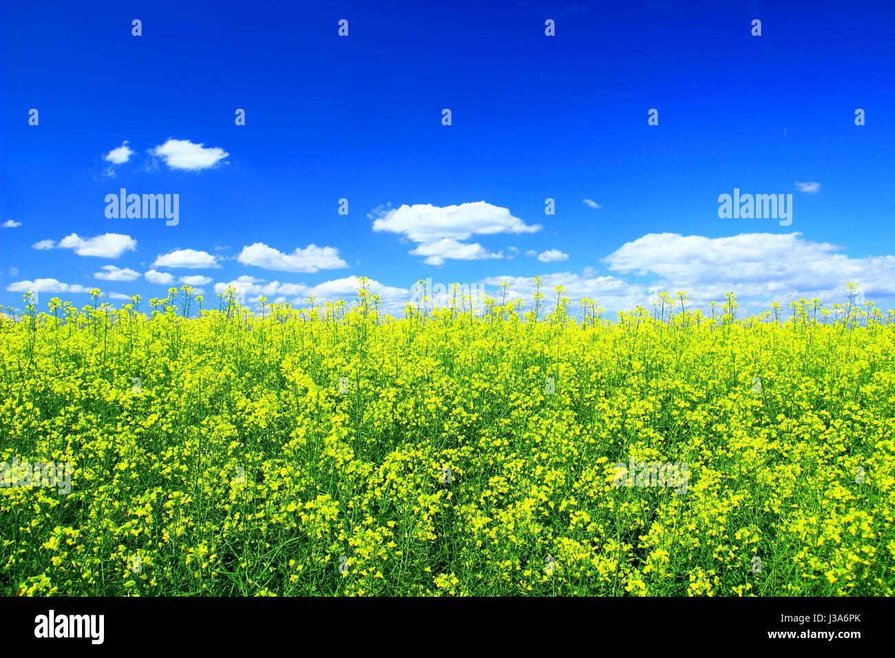 Agriculture paysage avec green field and blue sky Banque D'Images