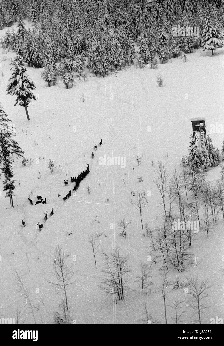 '''Hay airlift'' pour des animaux sauvages en voie de disparition dans les montagnes de Bavière, 1952' Banque D'Images