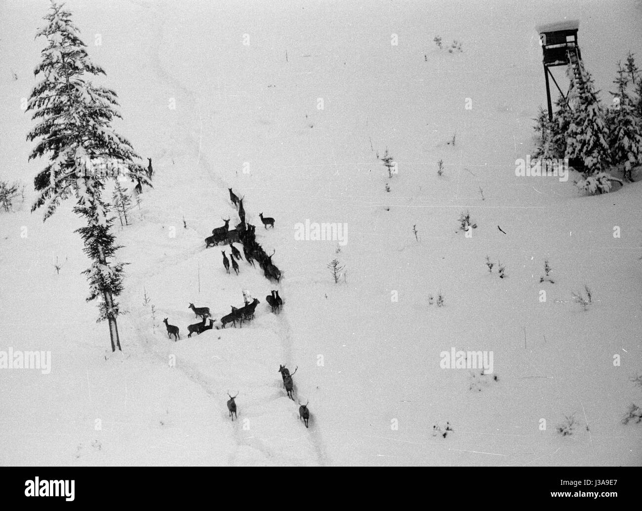 '''Hay airlift'' pour des animaux sauvages en voie de disparition dans les montagnes de Bavière, 1952' Banque D'Images