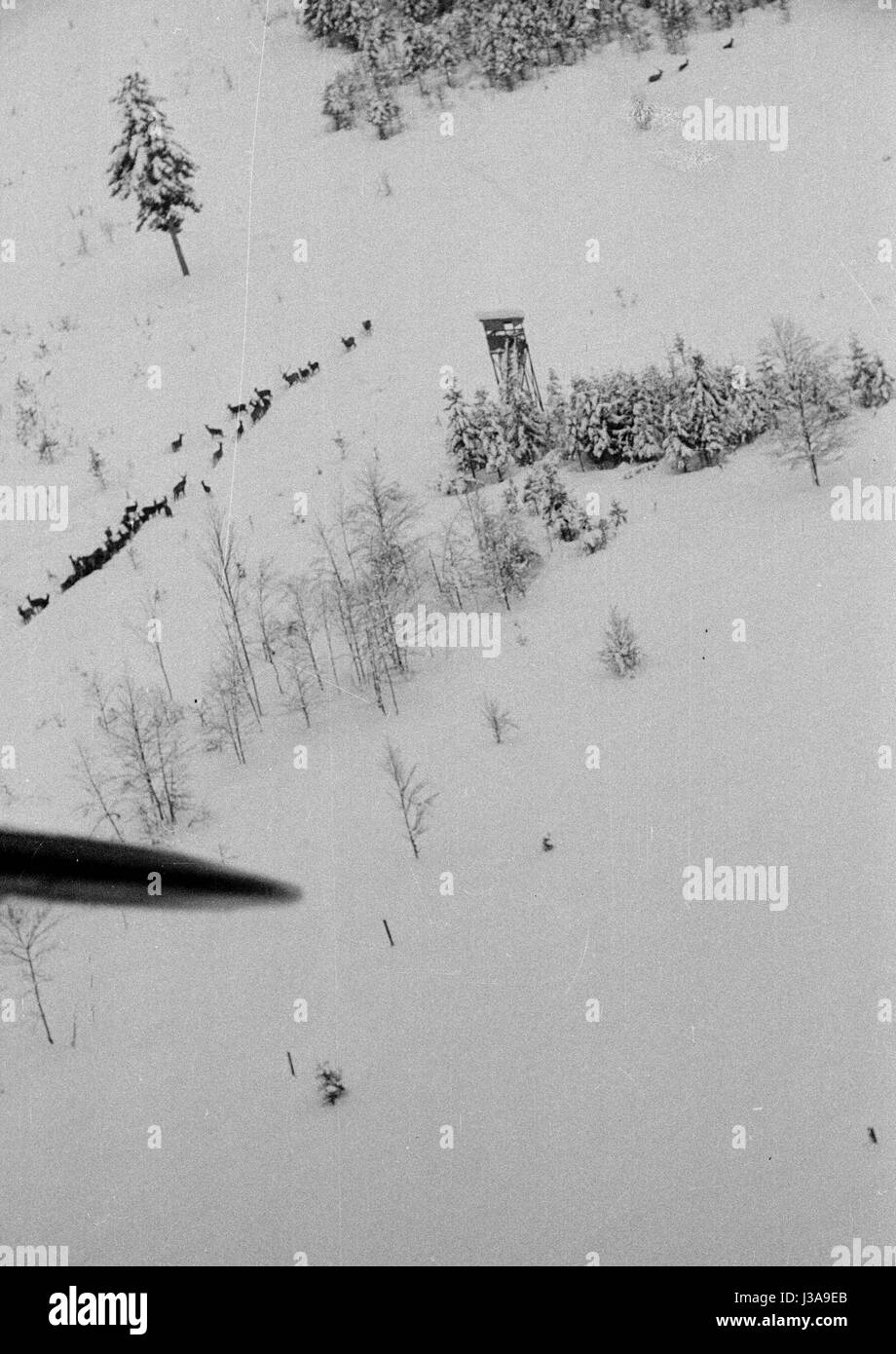 '''Hay airlift'' pour des animaux sauvages en voie de disparition dans les montagnes de Bavière, 1952' Banque D'Images