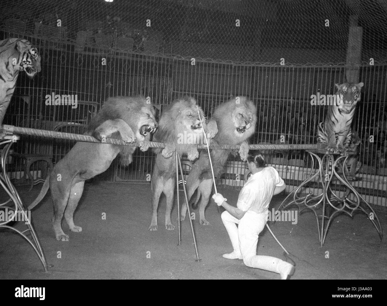 Programme de cirque avec les prédateurs, 1954 Banque D'Images