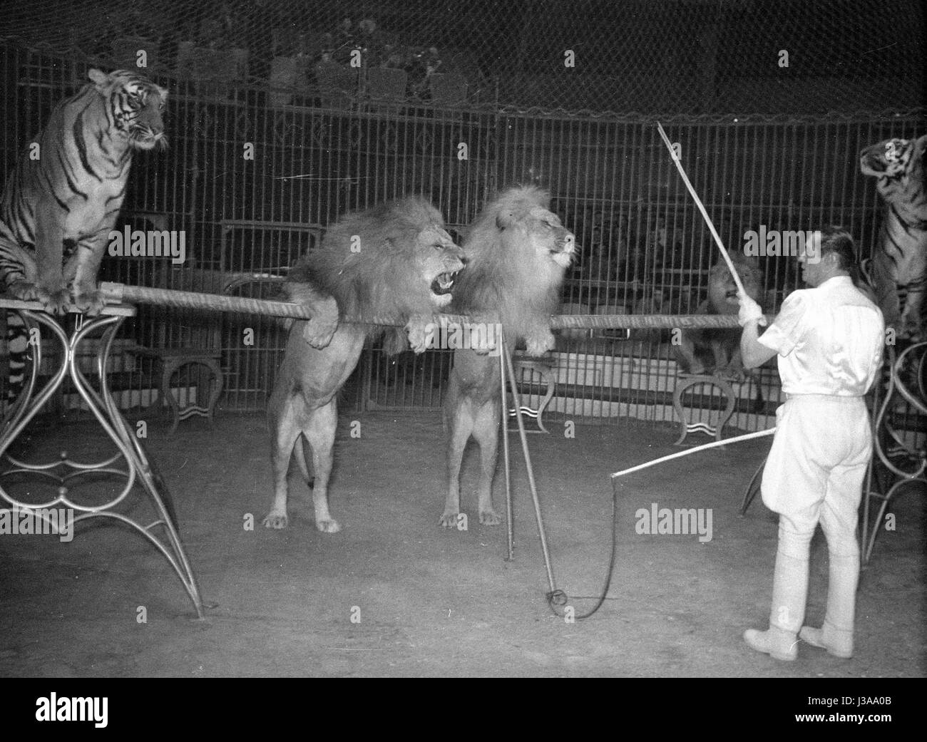 Programme de cirque avec les prédateurs, 1954 Banque D'Images