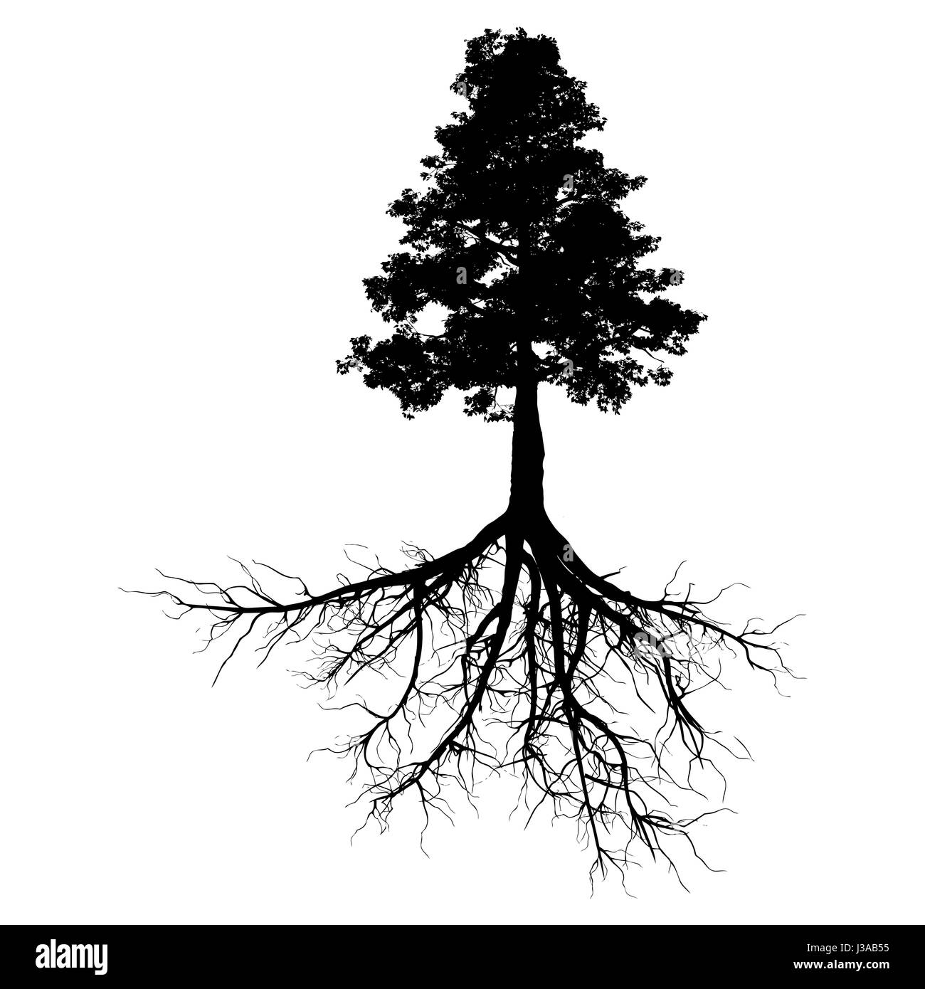 Un arbre noir avec racines isolé sur fond blanc Banque D'Images
